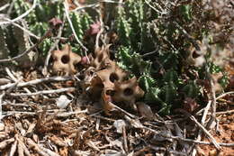 Imagem de Ceropegia thuretii (F. Cels) Bruyns