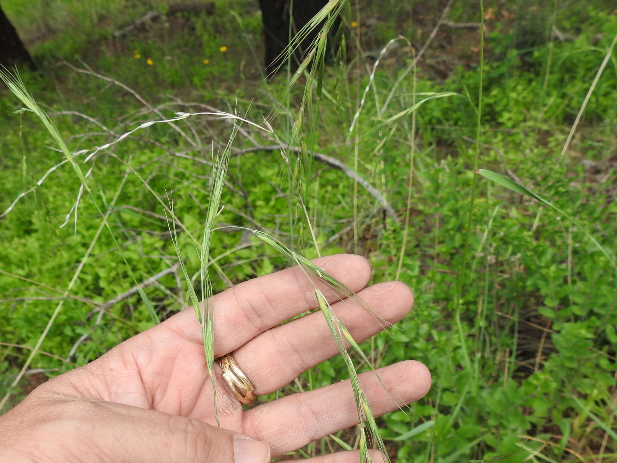 Imagem de Elymus arizonicus (Scribn. & J. G. Sm.) Gould