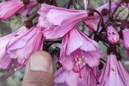 Image of Bejaria infundibula S. E. Clemants