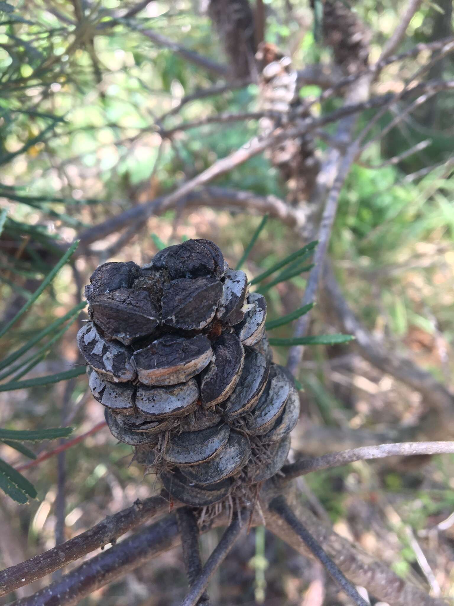 Image of hairpin banksia