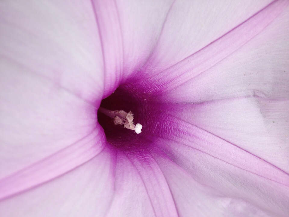 Imagem de Stictocardia tiliifolia (Desr.) Hall. fil.