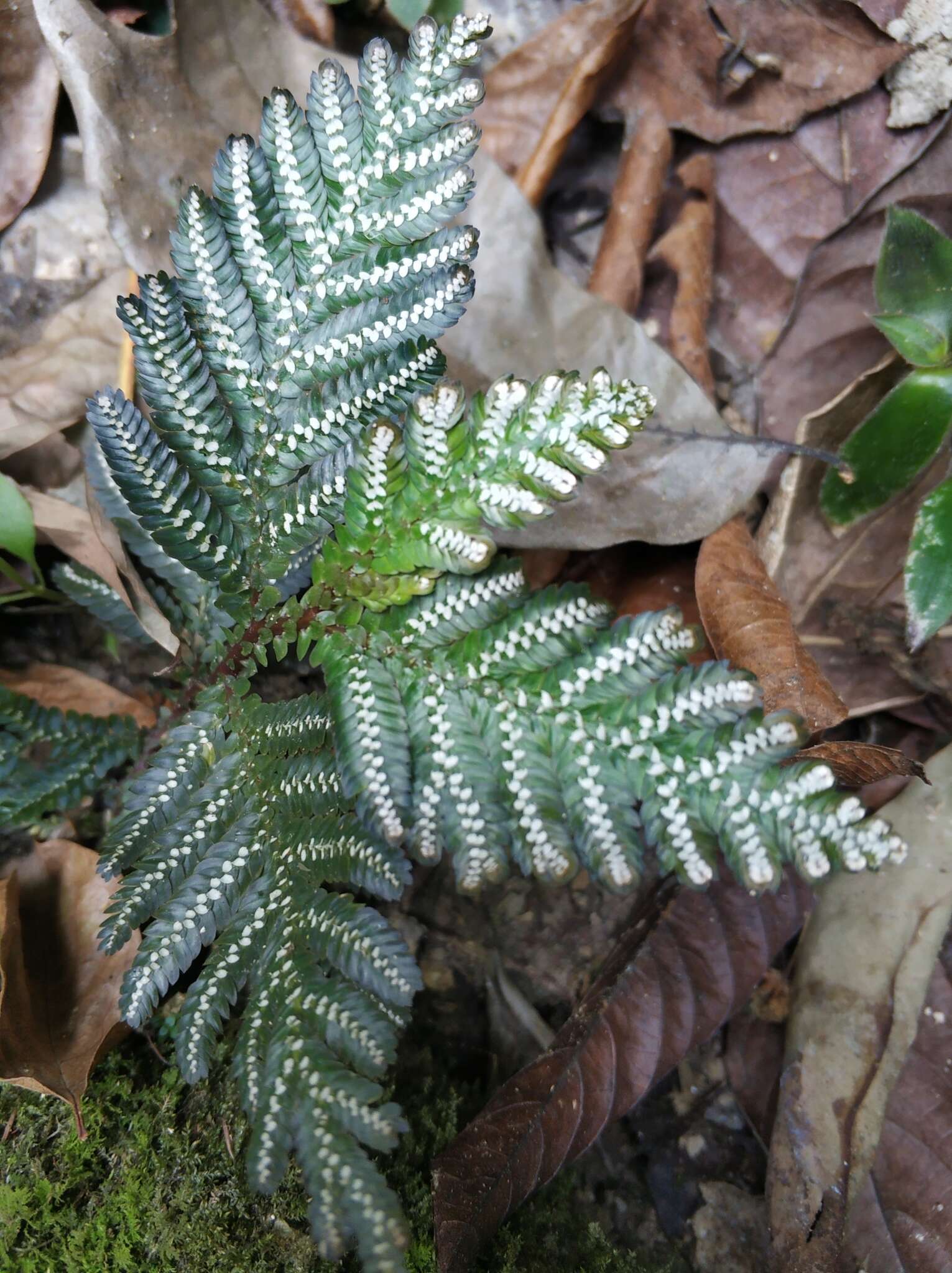 Image of Selaginella picta (Griff.) A. Br. ex Bak.