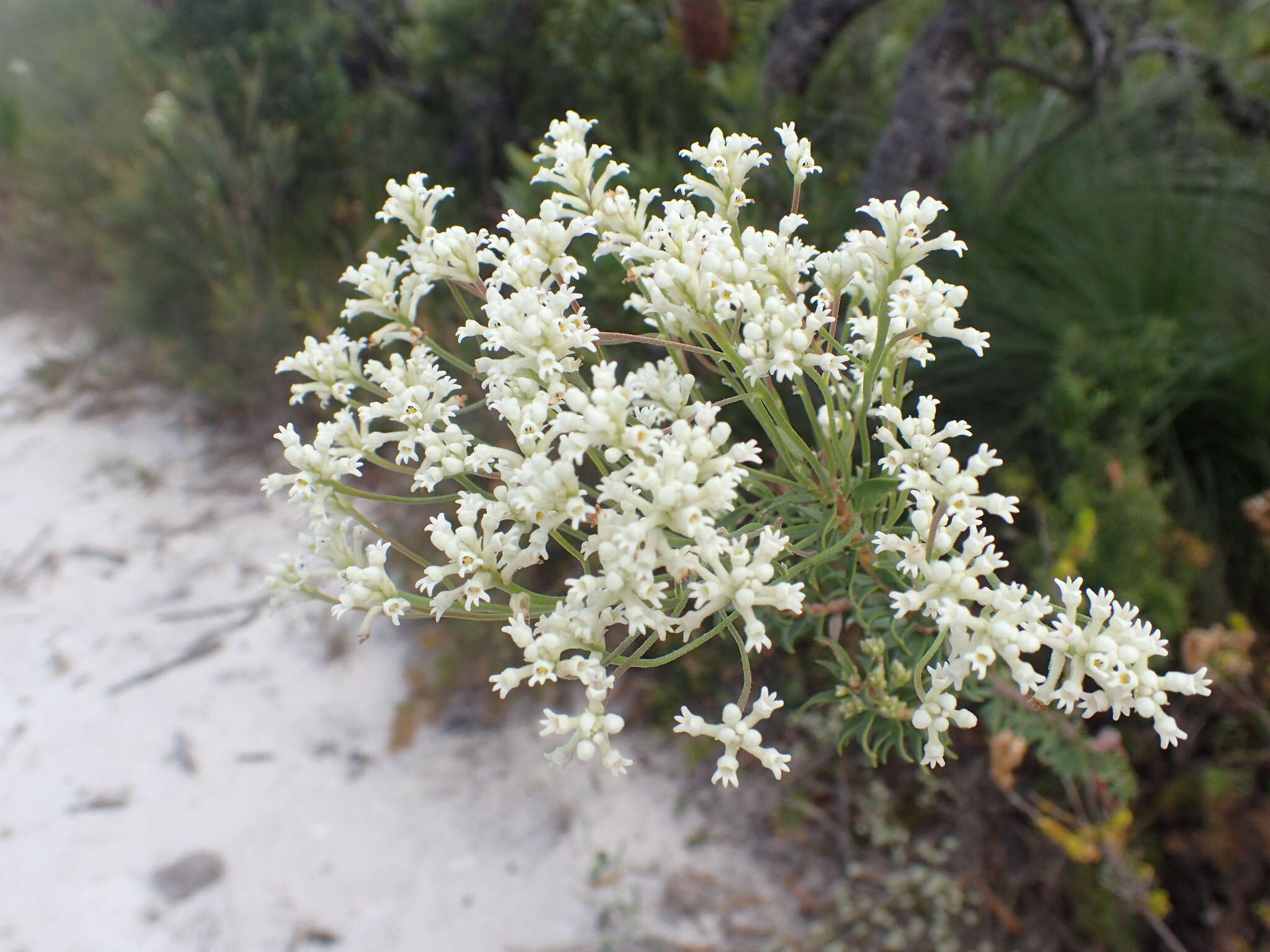 Image of Conospermum taxifolium C. F. Gaertner