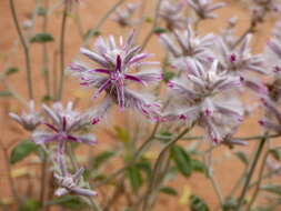 Ptilotus sessilifolius (Lindley) G. Benl的圖片