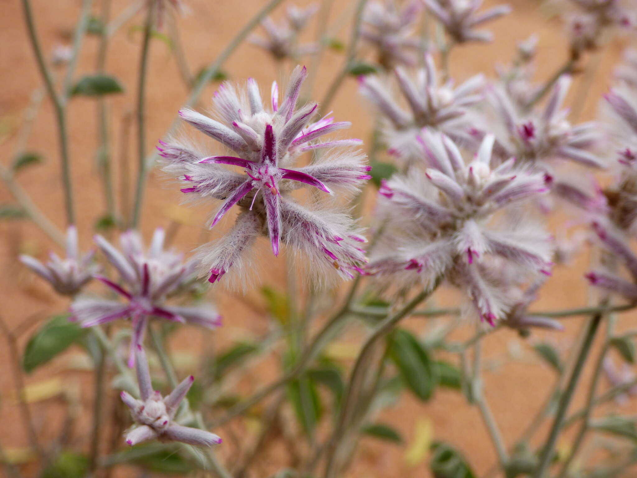 Ptilotus sessilifolius (Lindley) G. Benl的圖片