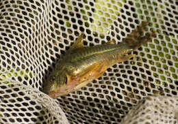 Image of peppered corydoras