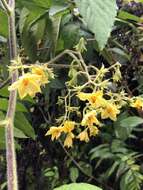 Image of Solanum juglandifolium Humb. & Bonpl. ex Dun.