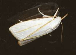 Image of Cryptophasa flavolineata Walker 1864