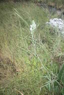 Imagem de Albuca kirkii (Baker) Brenan