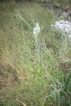 Imagem de Albuca kirkii (Baker) Brenan