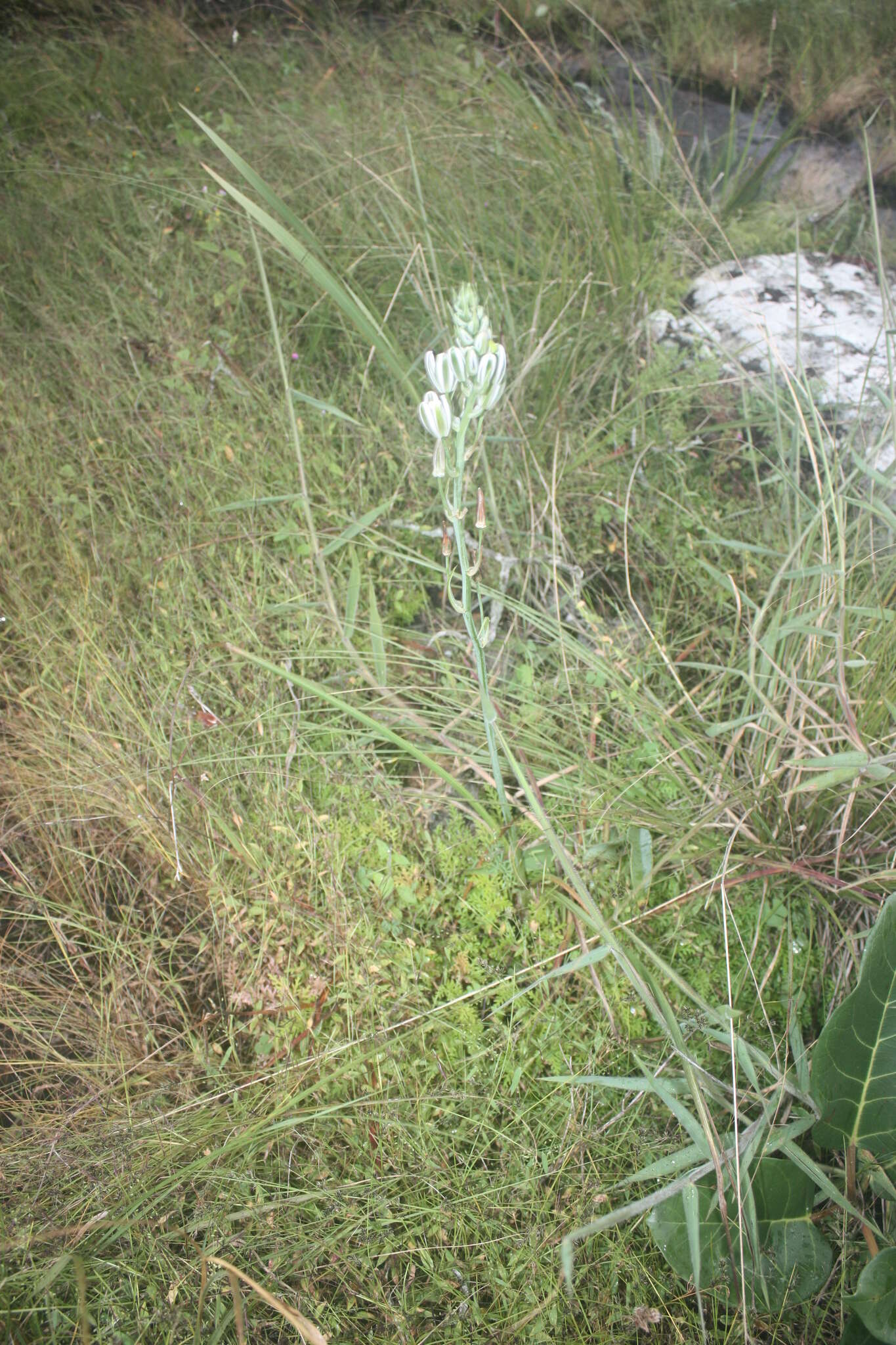 Imagem de Albuca kirkii (Baker) Brenan