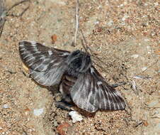 Image of Eriogaster neogena Fischer de Waldheim 1824