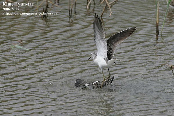 Image of Marsh Sandpiper