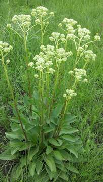 Image of groovestem Indian plantain