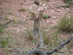 Image of Audubon's Cottontail