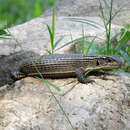 Image of Great Plated Lizard