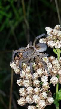 صورة Tigrosa helluo (Walckenaer 1837)