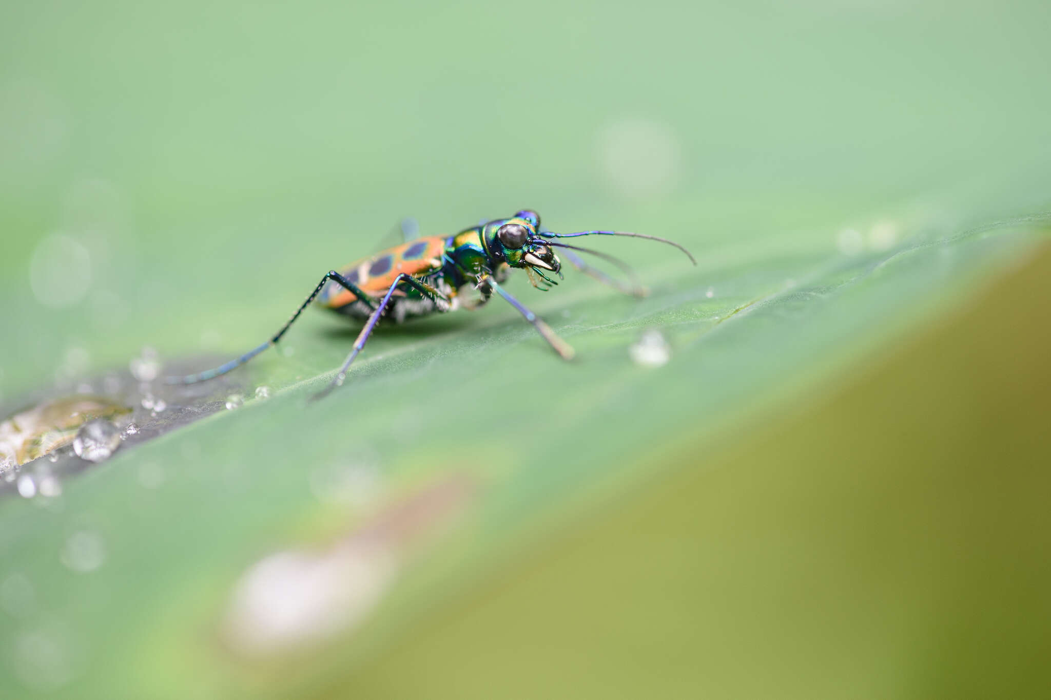 Imagem de Cicindela (Cosmodela) barmanica Gestro 1893