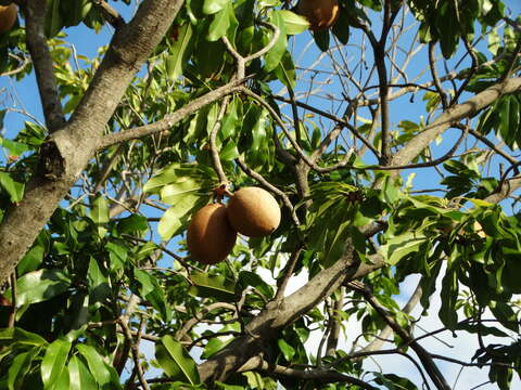 Image of sapodilla