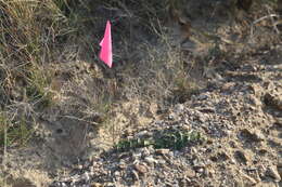 صورة Asclepias prostrata W. H. Blackw.