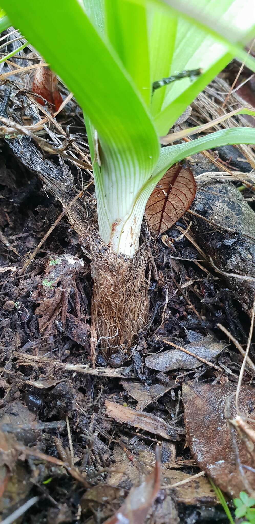 Image of Bulbinella nutans subsp. nutans