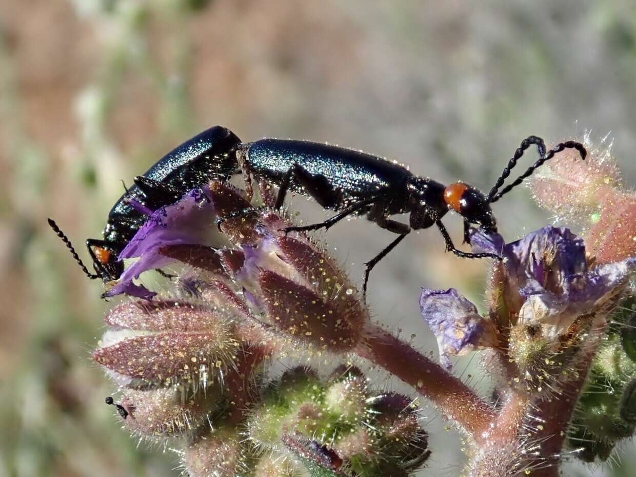 Image of Red-eared Blister Beetle