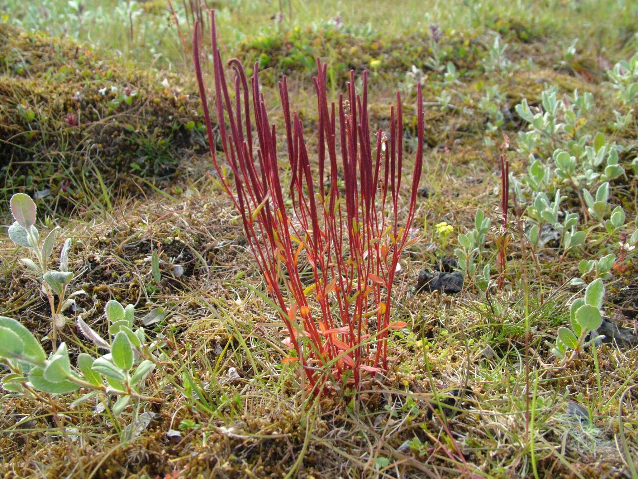 Image of Dahurian Willowherb