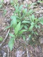 Sivun Parthenium integrifolium var. mabryanum Mears kuva