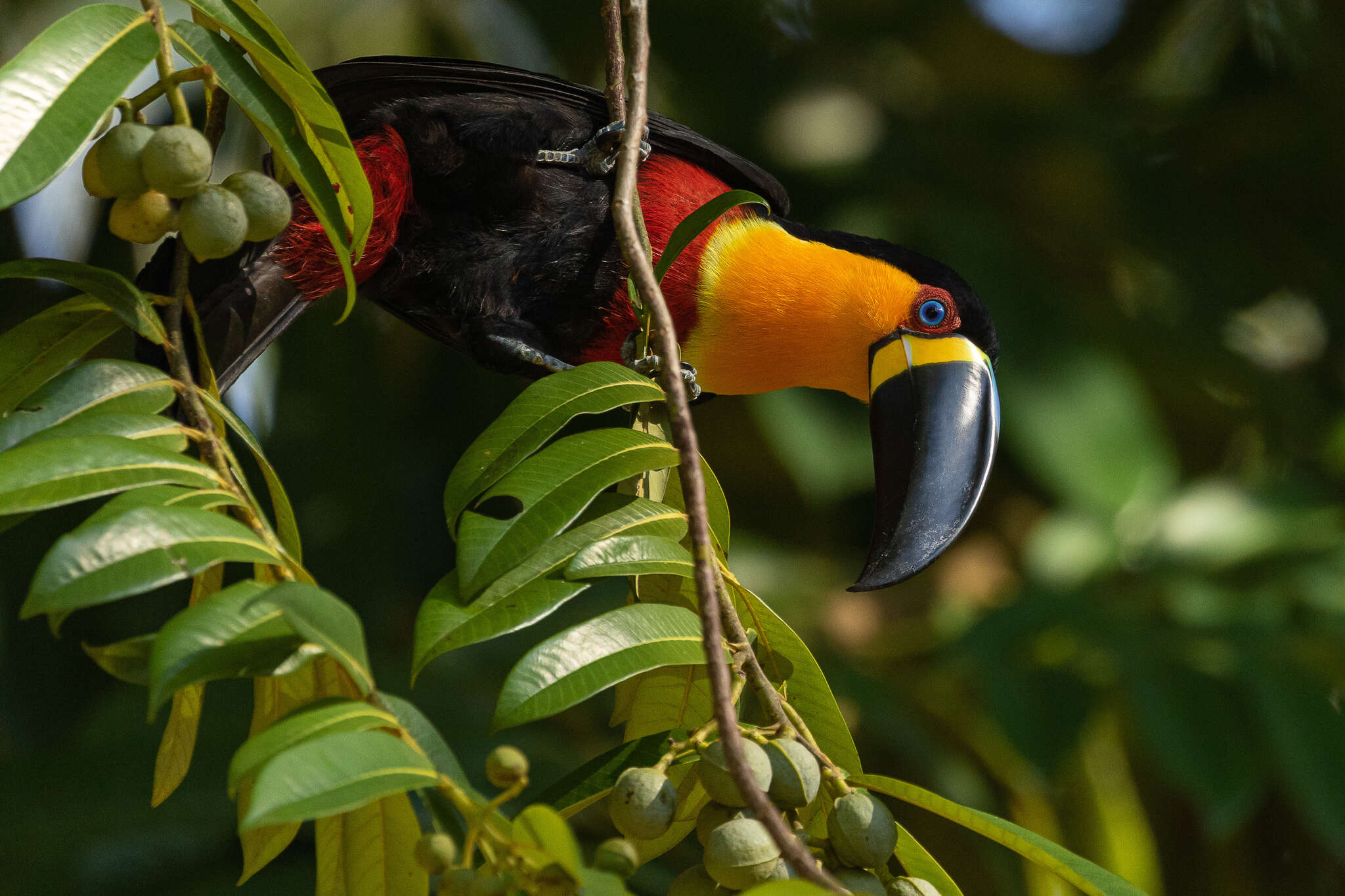 Image of Ramphastos vitellinus ariel Vigors 1826