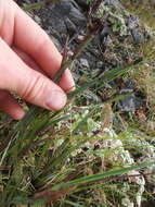 Image of Alaska Blue-Eyed-Grass