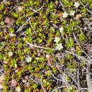 Image of Acrosanthes parviflora J. C. Manning & Goldblatt