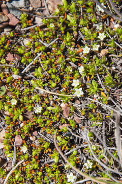 Image of Acrosanthes parviflora J. C. Manning & Goldblatt