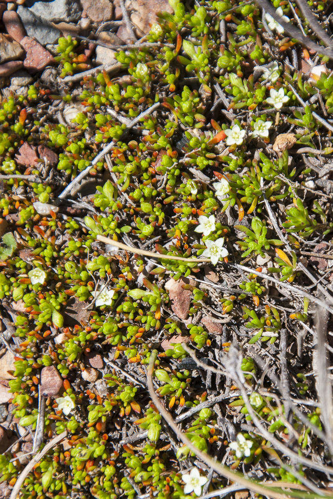 Image of Acrosanthes parviflora J. C. Manning & Goldblatt