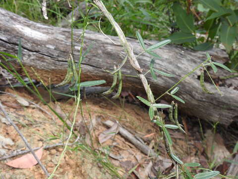 Image of Glycine cyrtoloba Tindale