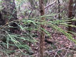 Image of forest-oak