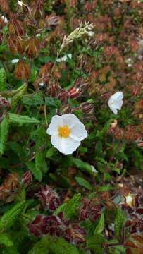 Image of Rockrose