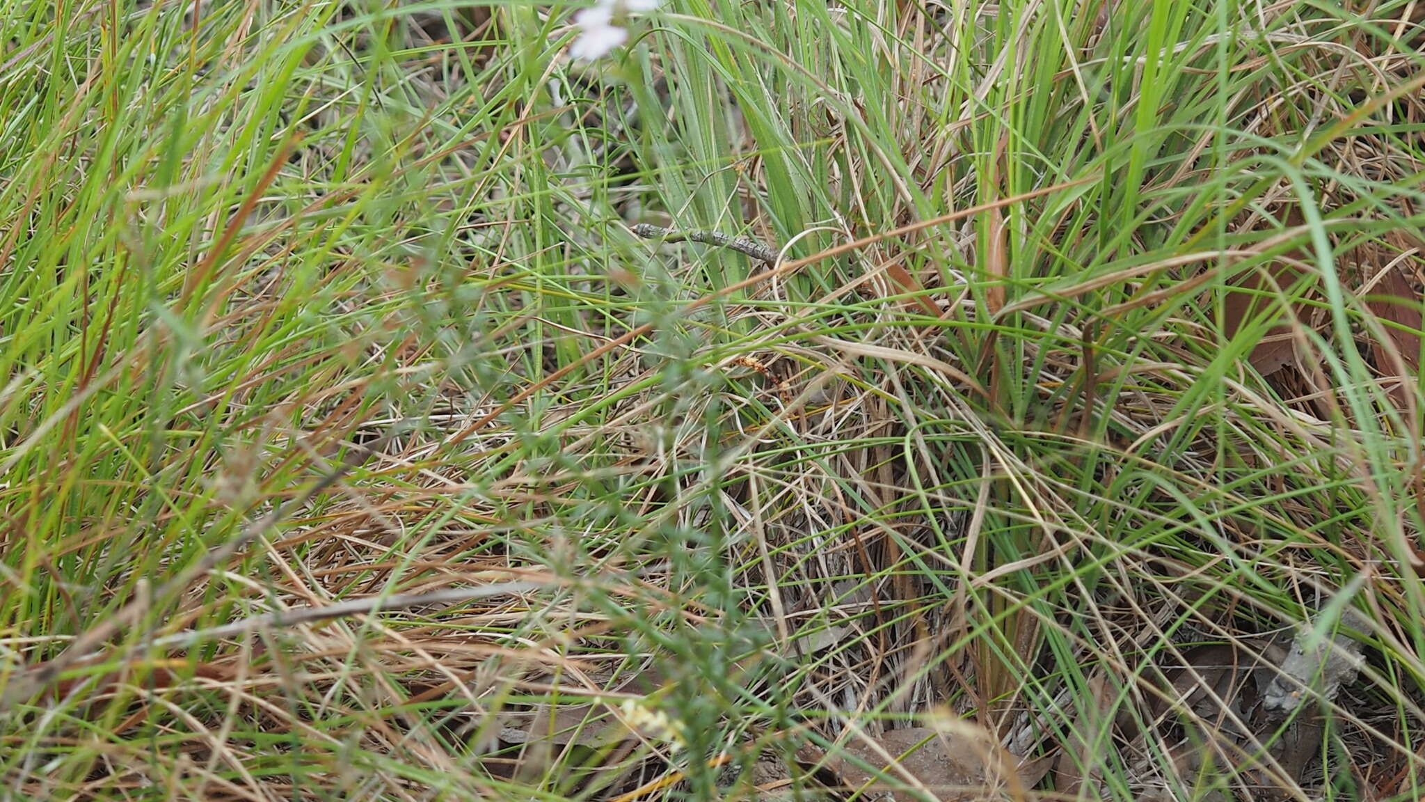 Image de Westringia tenuicaulis C. T. White & W. D. Francis