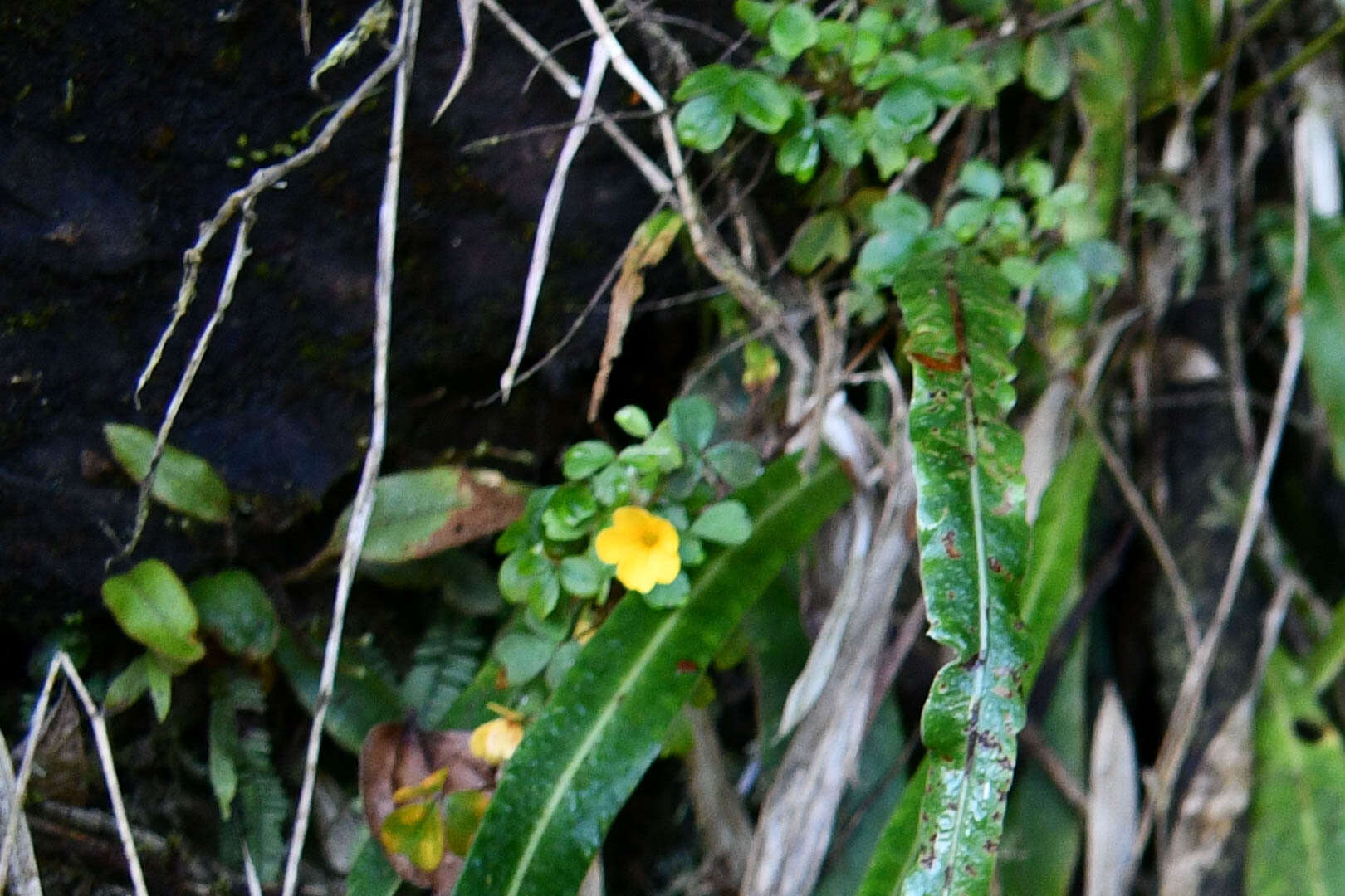 Image of Oxalis peduncularis Kunth