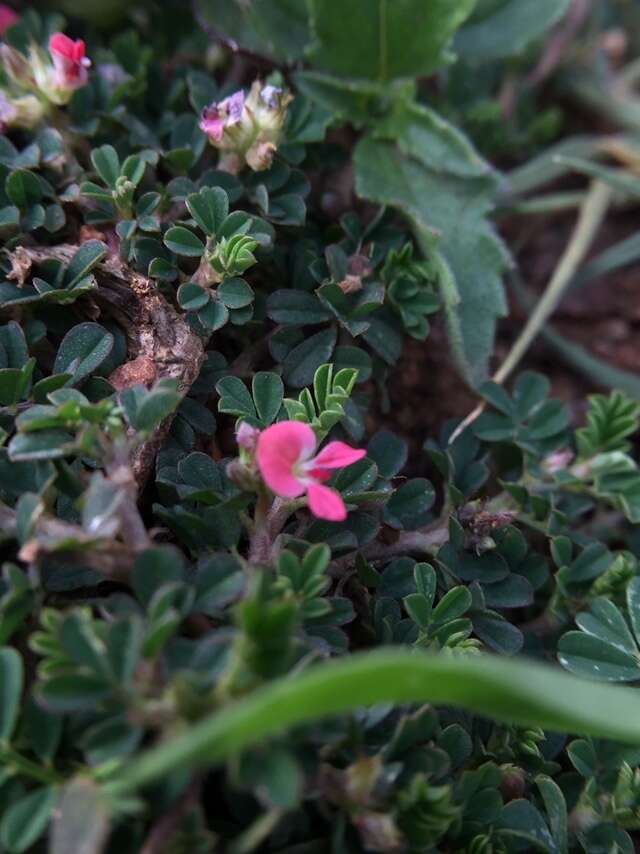 Plancia ëd Indigofera linnaei Ali