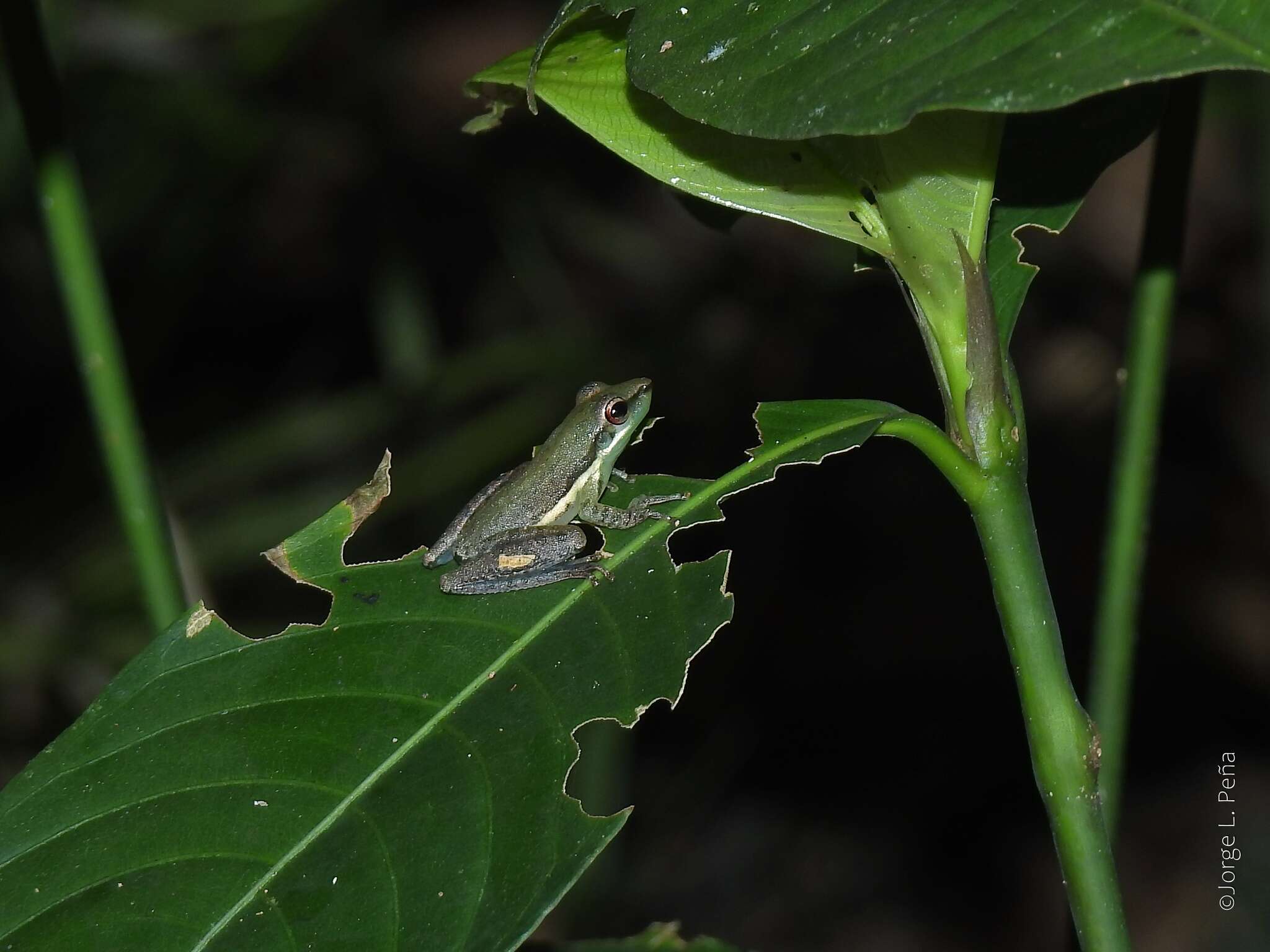 Image of Scarthyla goinorum (Bokermann 1962)