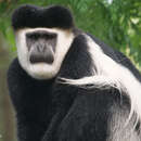 Image of Colobus guereza gallarum Neumann 1902