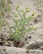 Image of Valley Mayweed