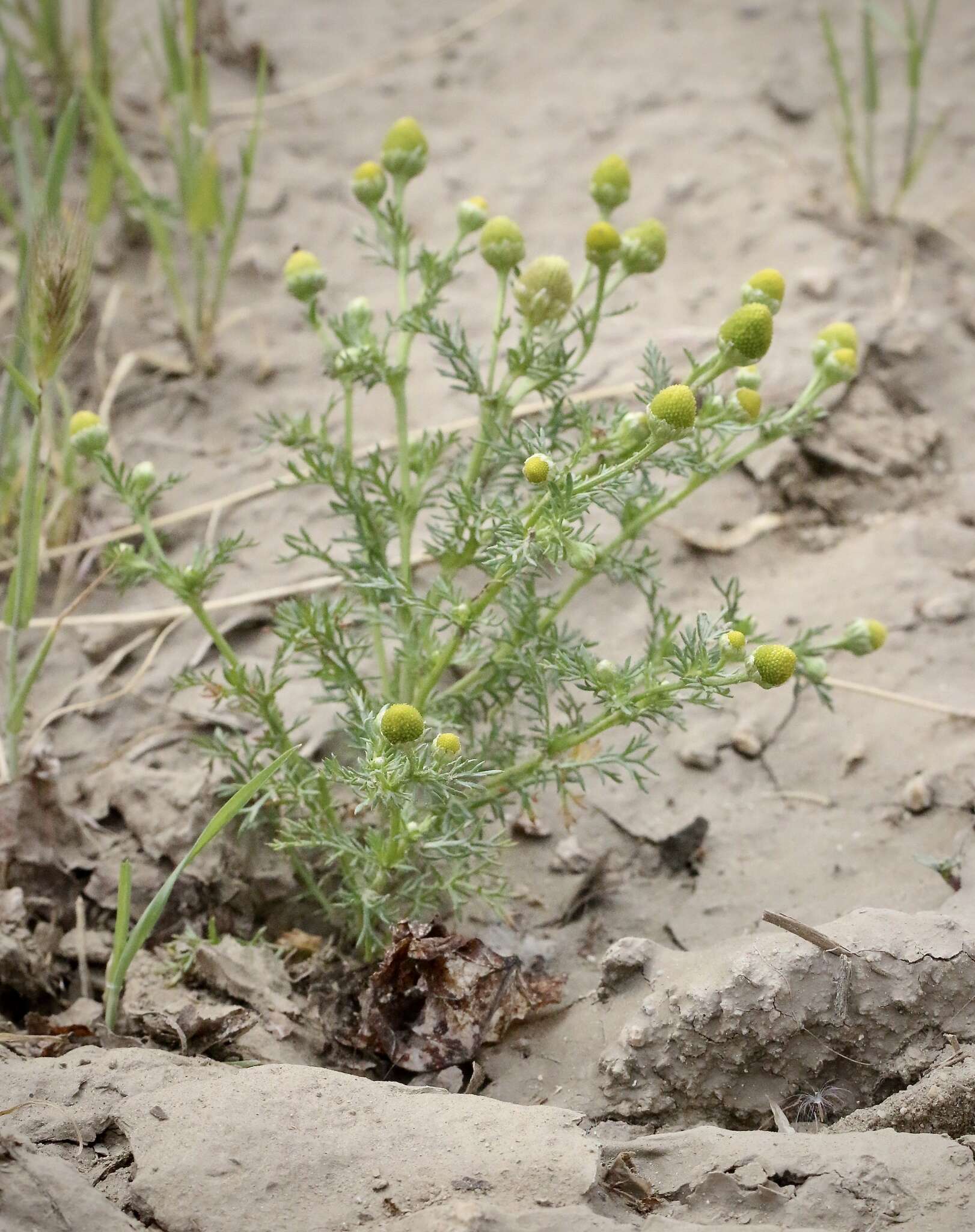 Imagem de Matricaria occidentalis Greene