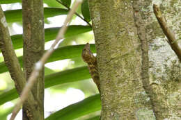 Imagem de Anolis gundlachi Peters 1877