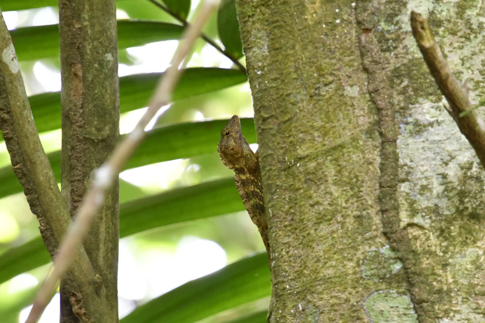 Imagem de Anolis gundlachi Peters 1877