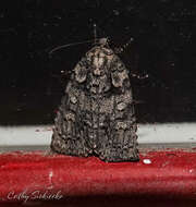 Image of Raspberry Bud Dagger Moth