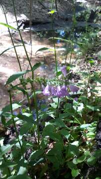 Physostegia leptophylla Small的圖片