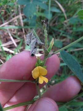 Слика од Rhynchosia tomentosa (L.) Hook. & Arn.