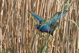 Image of American Purple Gallinule