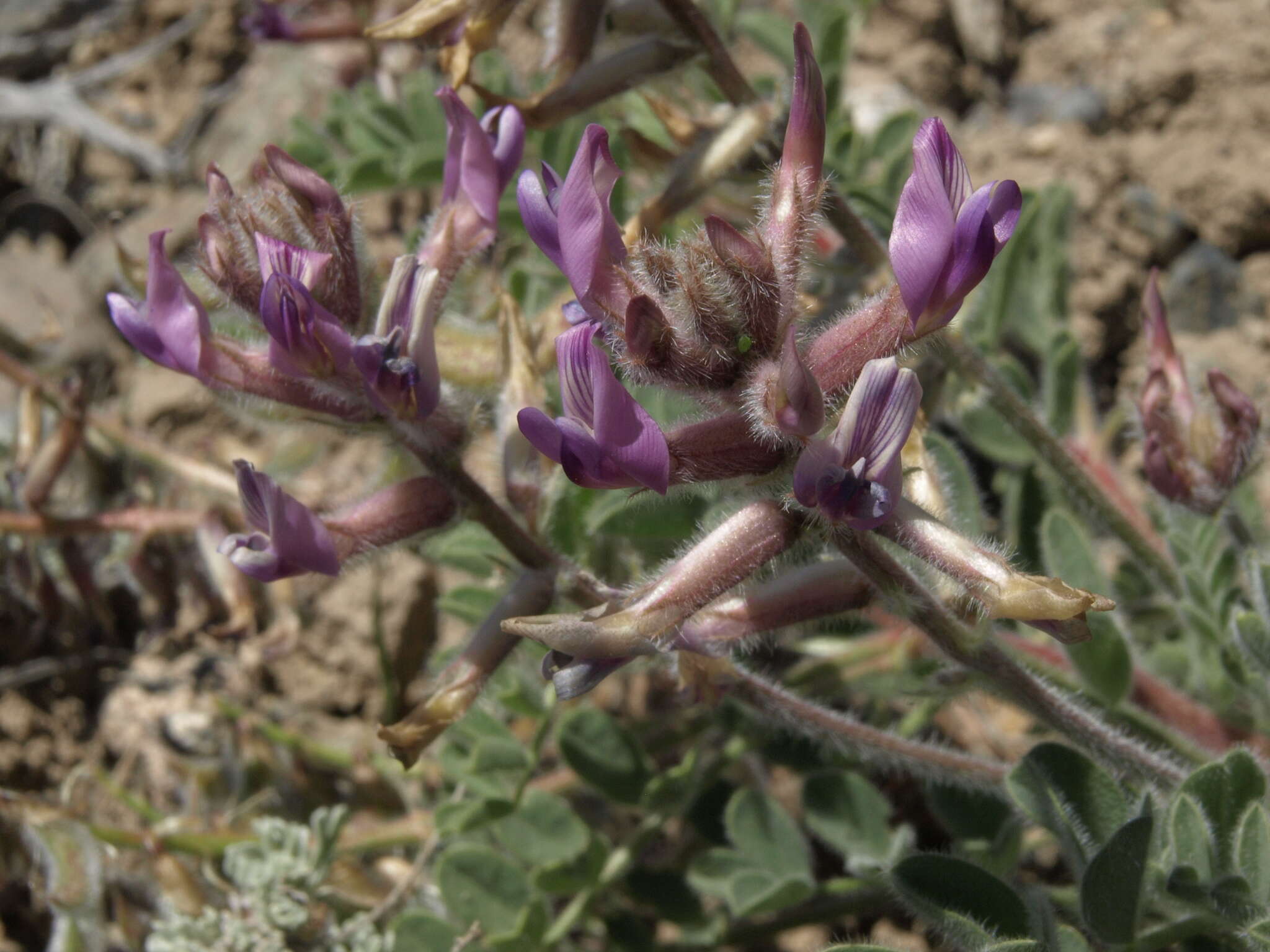 Imagem de Astragalus malacus A. Gray